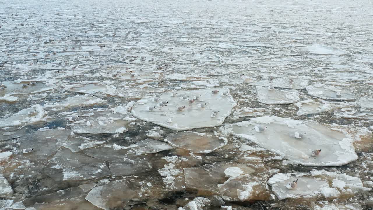 물결치는 바다에서 표류하는 녹는 빙원에 앉아 있는 수많은 갈매기의 공중 전망