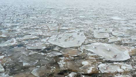 vista aérea de numerosas gaviotas sentadas sobre témpanos de hielo derritiéndose a la deriva en el mar ondulado