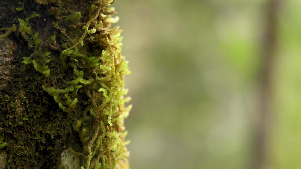 Primo piano di muschio su un albero nella foresta pluviale
