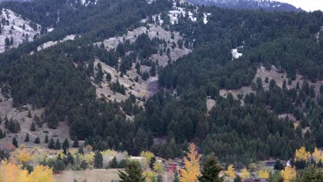 bosque en una montaña en bozeman montana 4k