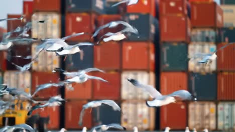 a flock of seagulls in flight against a background of colorful shipping containers at a busy dock, capturing the essence of urban wildlife and maritime activity