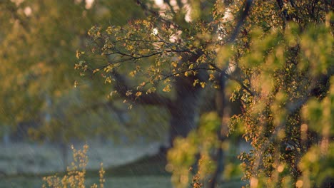 Sommerabendregenschauer-Im-Goldenen-Stundenlicht-Des-Sonnenuntergangs-Mit-Bäumen