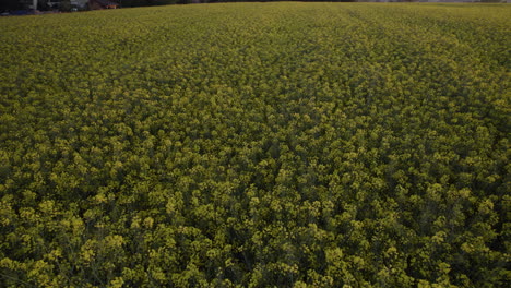 Rapeseed-field