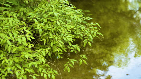 follaje sobre un arroyo tranquilo en medio del bosque