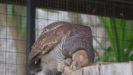 el pájaro búho de madera manchado se alimenta con pollo marinado en un recinto de hábitat del renacimiento de bali uluwatu resort, indonesia - primer plano