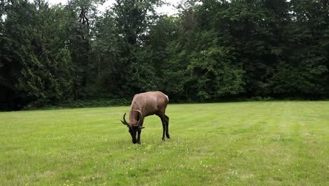 Juvenile-Bull-Elk-On-Fields-With-Lush-Trees