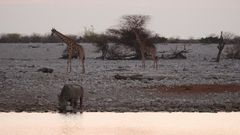 Giraffen-Stehen-In-Einer-Offenen-Umgebung-Mit-Spitzmaulnashörnern,-Die-Im-Fluss-Trinken