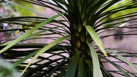 Tropical exotic plant with sharp leaves, macro close up view