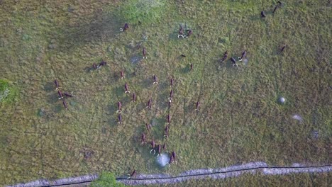 Top-View-Of-Long-horned-Ankole-Cattle-Grazing-Over-Pasture-Land-In-Western-Uganda,-Africa