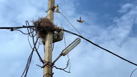 red sparrow playing near the nest of stork made on the electric pole