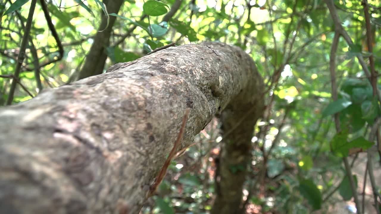 vista a lo largo de la rama de un árbol horizontal en medio del desierto