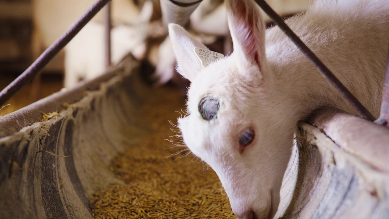 Close-up shot down a long trough as brown and white goats eat grain in a rustic barn