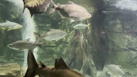 big and small fish in aquarium