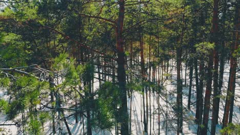 pine tree trunks in coniferous forest on sunny winter day