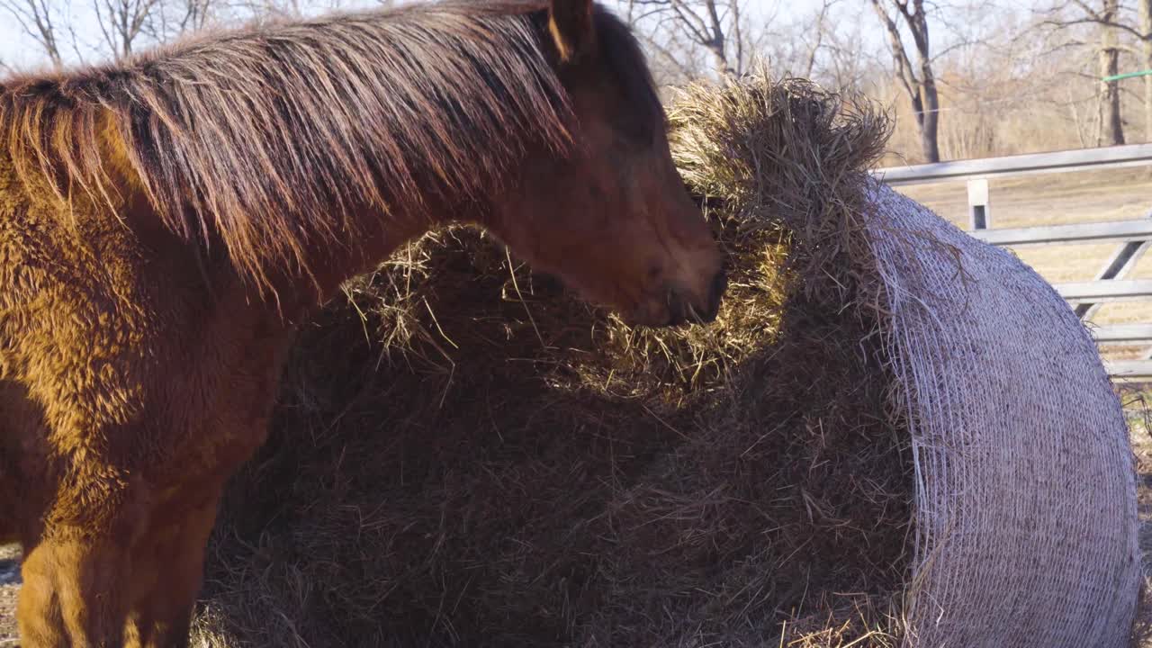 En hest æder af en rundballe