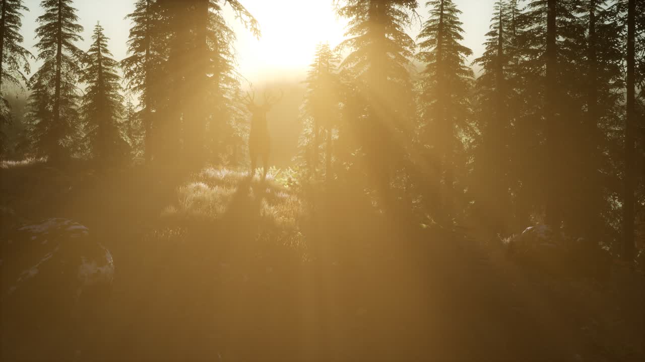 macho de ciervo en el bosque al atardecer