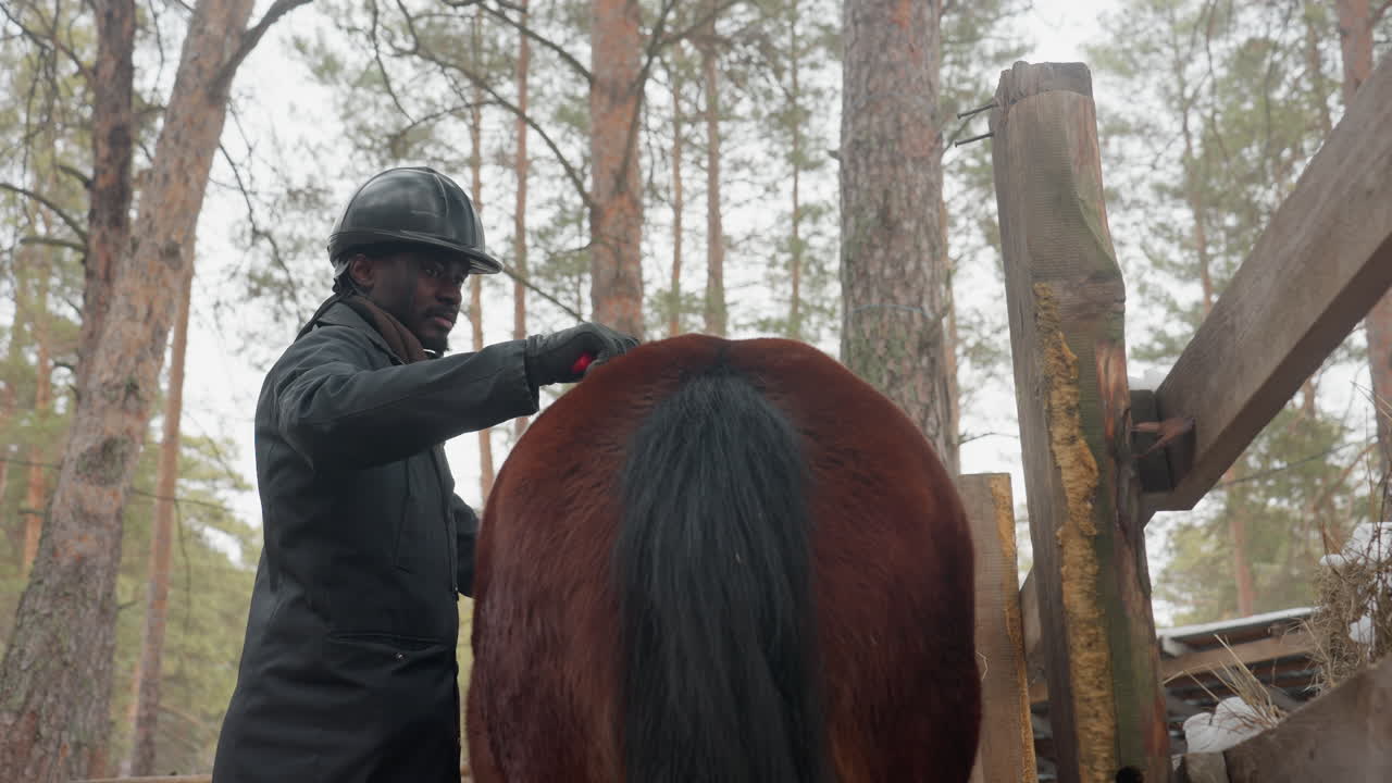 terapia de masaje equino, cuidado equino en bosques invernales, aplicación de suaves movimientos en los cuartos traseros del caballo, rehabilitación equina atenta con luz solar invernal y técnicas de masaje especializadas