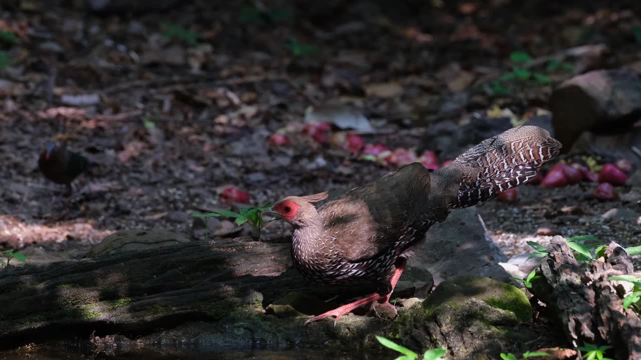 물을 마시기 위해 머리를 담그고 물을 마신 다음 주변을 둘러보고 kalij 꿩 lophura leucomelanos, kaeng krachan 국립 공원, 태국