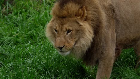 male lion epic slow motion tongue licking