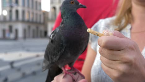 close up of a pigeon eating from the hand of a female blonde tourist in a city square