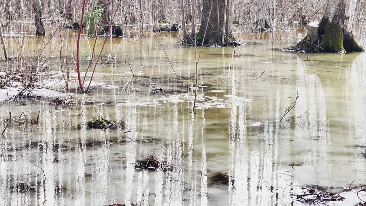 숲에서 봄이 시작되고, 나무와 관목이 물에 서 있습니다, 은 날, 빛의 패치와 물에 반사, 나무 줄기는 웅이에 반사됩니다, 하천이 흐르고, 눈을 숨니다.