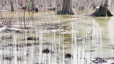 en el bosque comienza la primavera, los árboles y arbustos se encuentran en el agua, un día soleado, manchas de luz y reflejo en el water, troncos de árboles se reflejan en un charco, arroyos fluyen, oculta la nieve