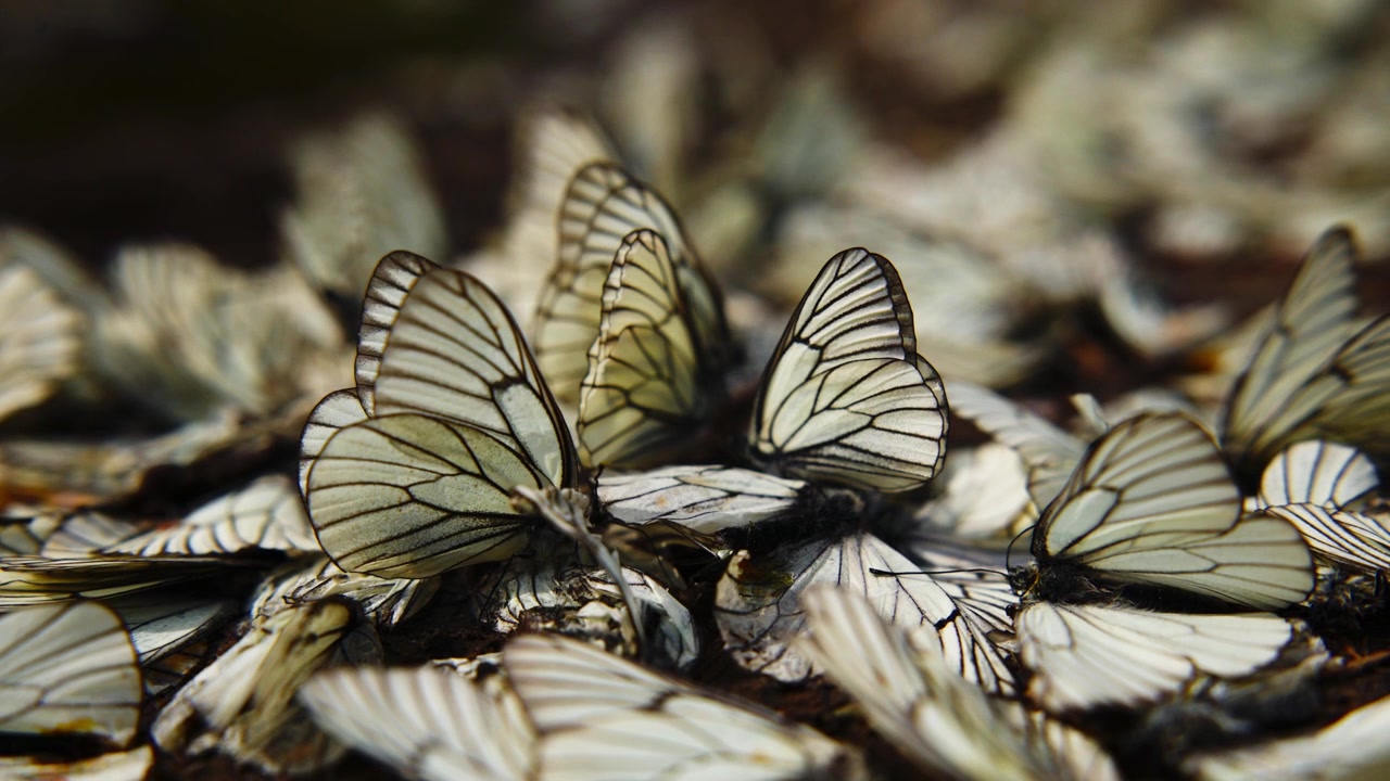 Farfalle bianche morte si raggruppano sulla terra. Le loro ali sono distese nell'immobilità. Nessun movimento, nessuna vita rimane. La tranquilla tragedia della natura catturata da vicino. Può evocare temi di perdita, decadimento o impatto ambientale