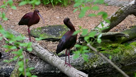 ibises brillantes posados en troncos de árboles en un hábitat de vegetación espesa