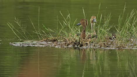 whistling duck - swimming - water -grass