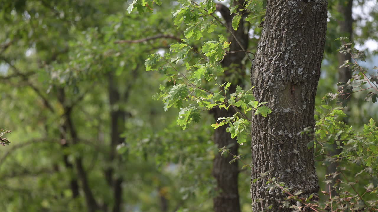 Oak tree trunk and green leaves in forest light