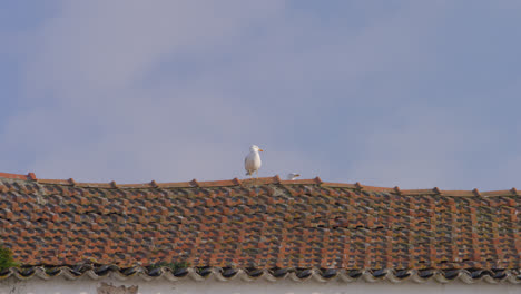 red rooftop tiles with a seagull perched on top in nazare, portugal