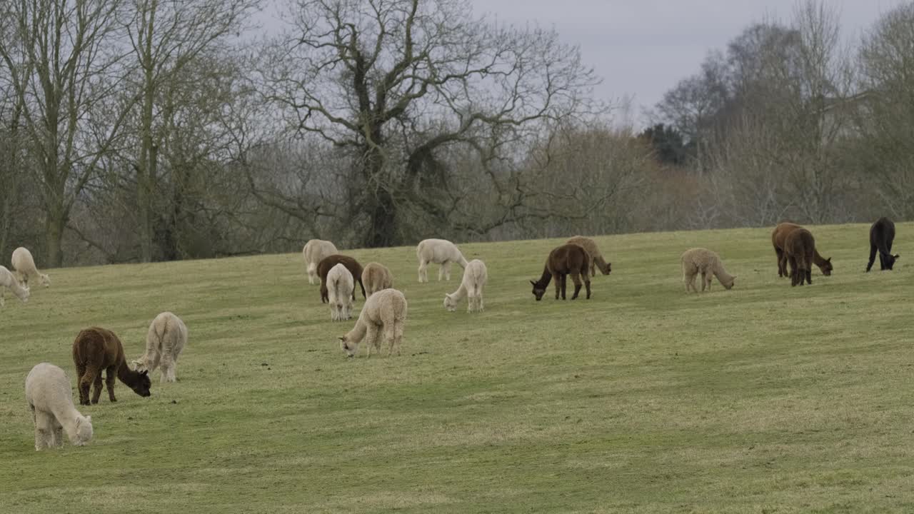 alpacas manada campo domesticado granja animal invierno hierba colores