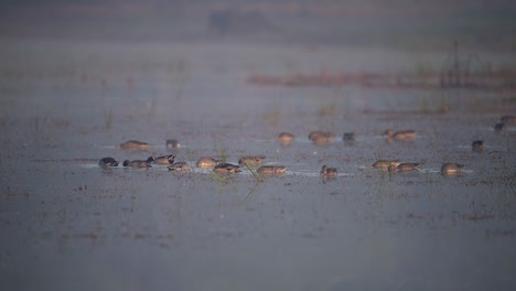 flock of ducks in misty morning