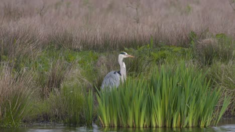Grey-heron-standing-on-river-shore-in-reeds,-lifting-its-neck-and-head