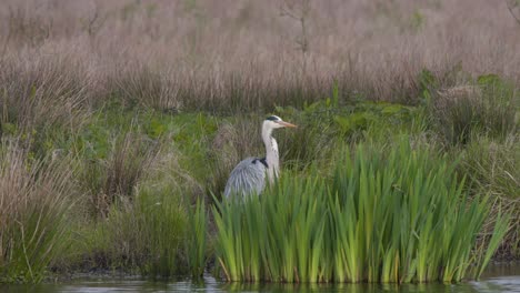 Garza-Gris-De-Pie-En-La-Orilla-Del-Río-En-Juncos,-Levantando-El-Cuello-Y-La-Cabeza