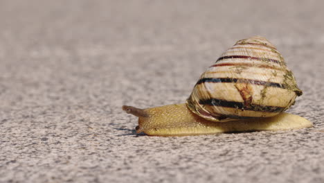 snail on concrete