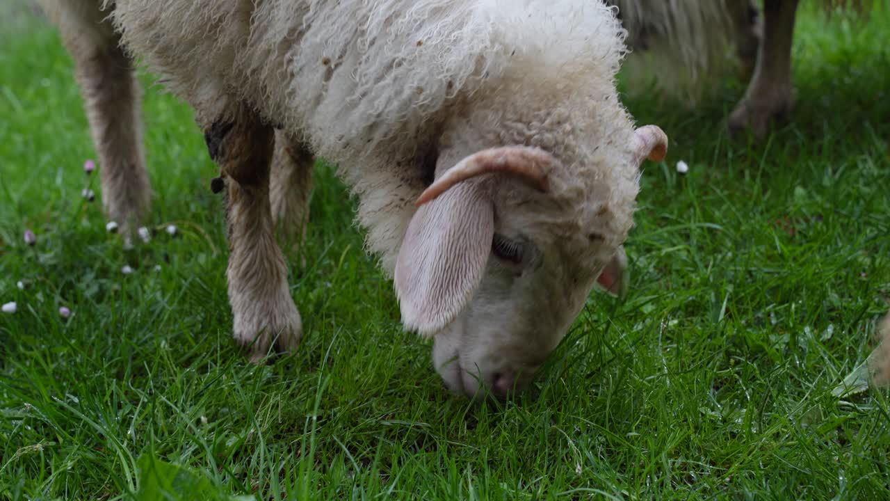 Lamb grazing on pasture eating fresh green grass, close up shot