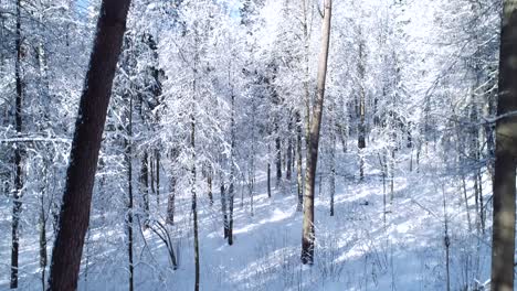 Flying-between-the-trees-in-snowy-forest-winter.