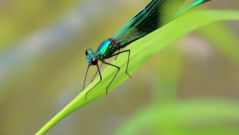 emerald dragonfly on a leaf