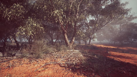 misty forest path