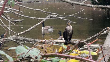 gran cormorán posado en la rama de un árbol del lago mientras los gansos pasan nadando