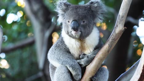 koala climbing a tree in natural habitat