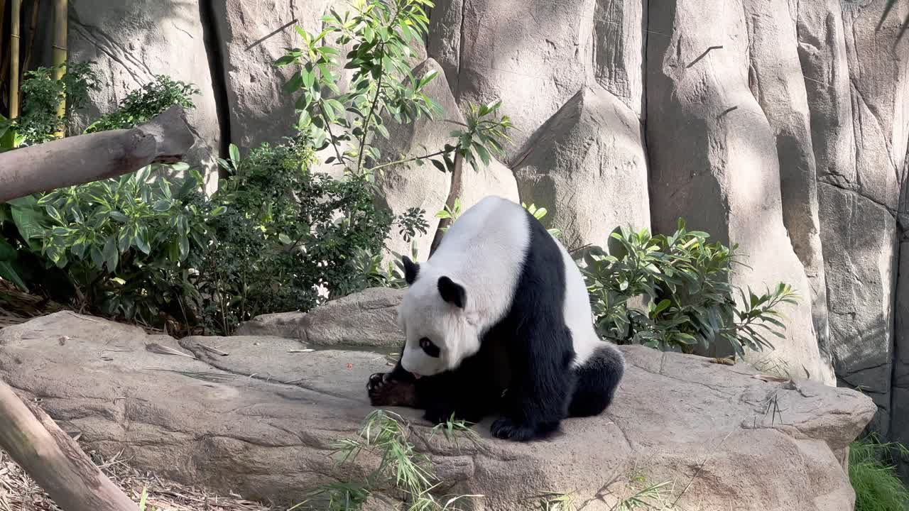 panda gigante jorobado, ailuropoda melanoleuca, despertado en una posición sentada, bostezando y sacando la lengua sobre roca de piedra en el zoológico de singapur, reserva de vida silvestre de mandai, sudeste de asia