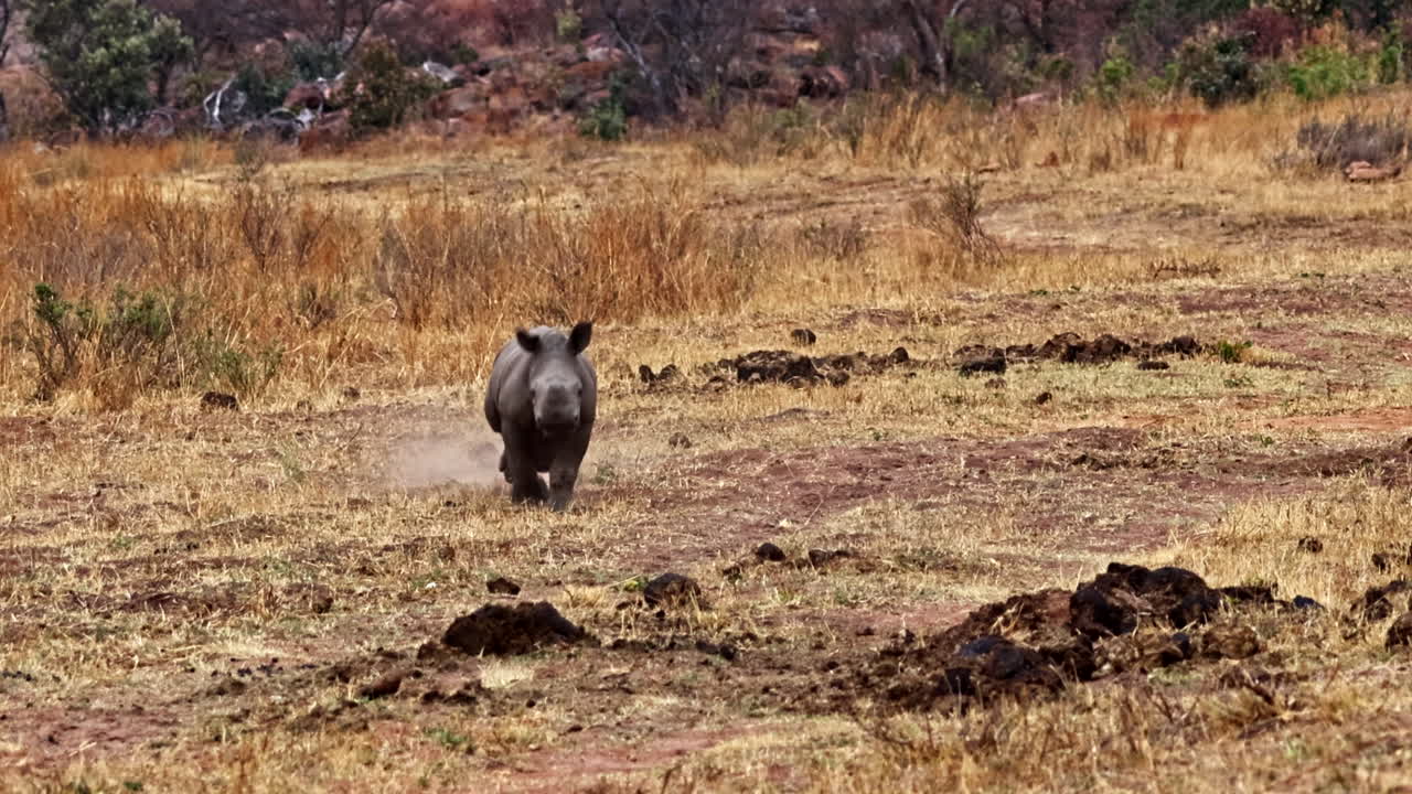 Cucciolo di rinoceronte bianco che corre nella savana africana.