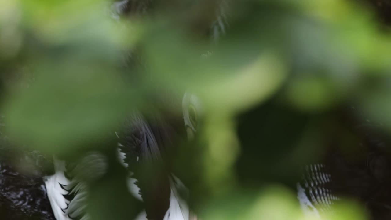 Pelican Swimming Gracefully in Dark Pond with Natural Green Surroundings
