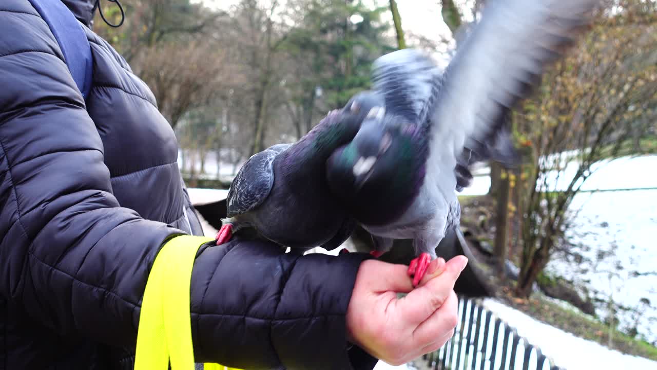 Gros plan de pigeons mangeant du pain dans une main humaine dans un parc hivernal