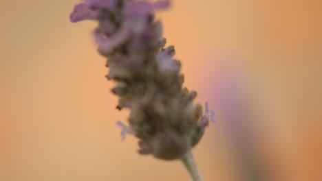 a honeybee's delicate dance: nectar-gathering flight around a lavender blossom in a fragrant garden