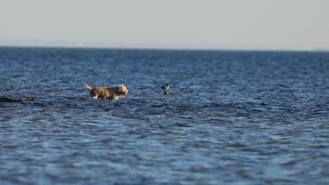 dog and bird interacting on the beach