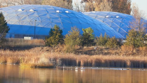 Flock-of-Birds-in-Local-Ponds,-Colorado-Wildlife,-Birds-Flying-Across-Pond