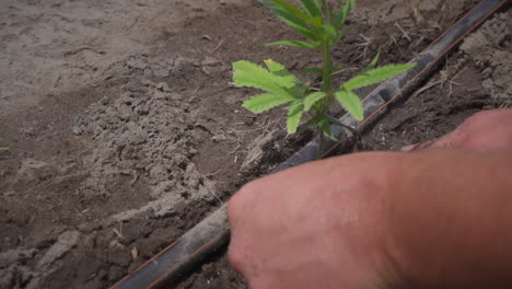 hands gently placing hemp plant to grow in farm outside